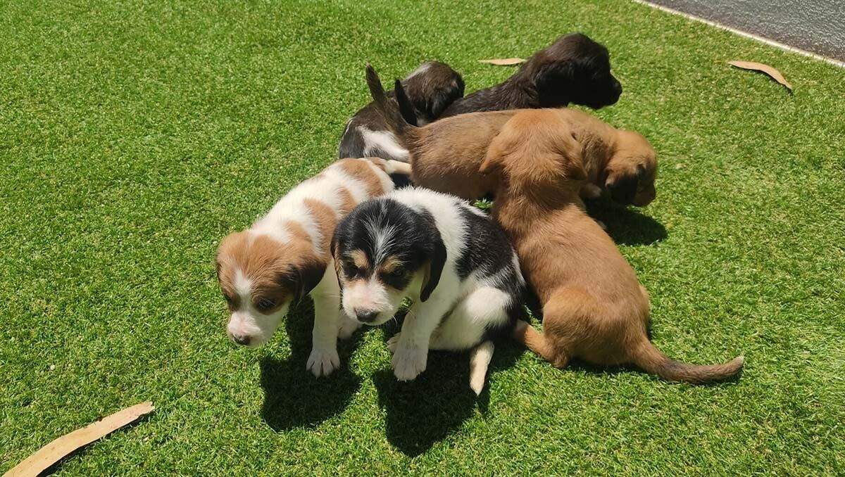 Cachorros rescatados de un contenedor de Moraña