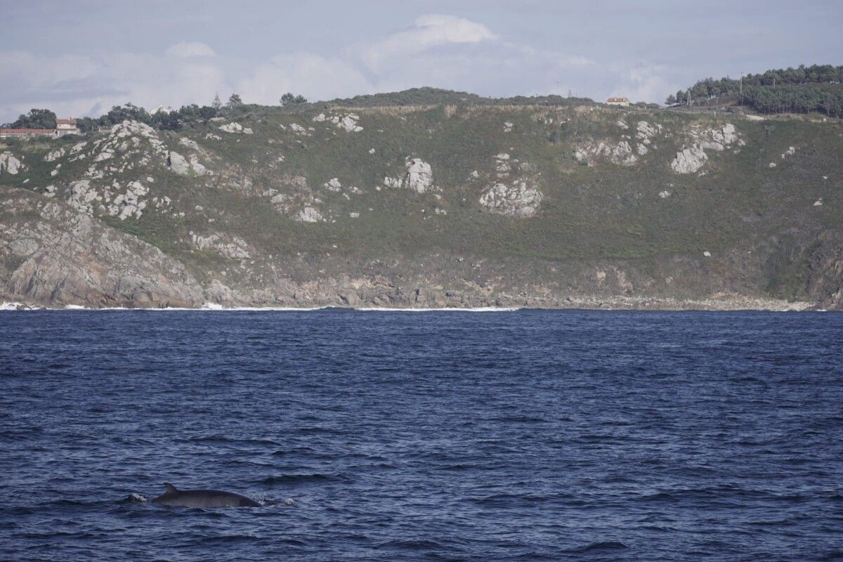 Avistamiento de ballenas en la ría de Pontevedra