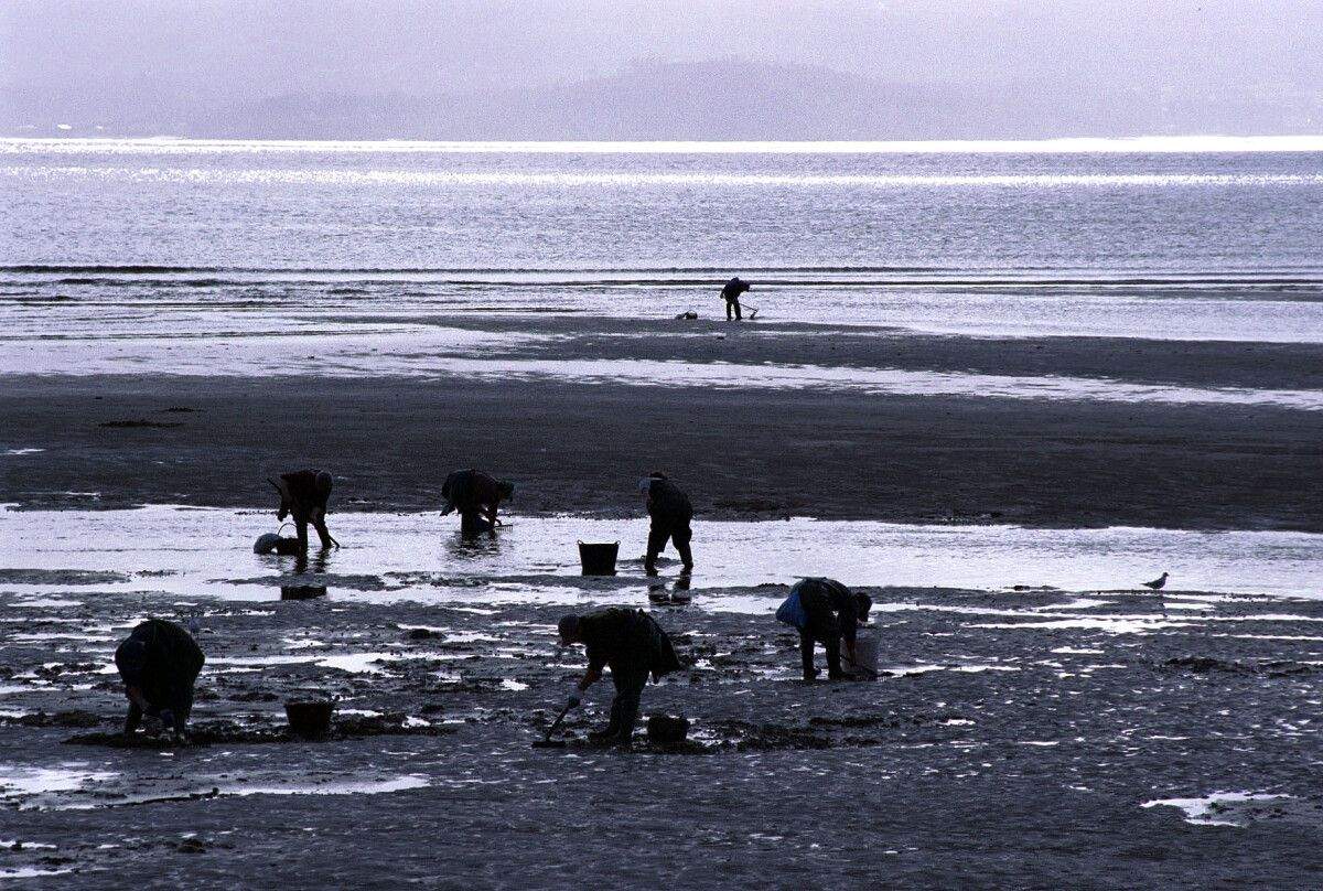 Mariscadoras