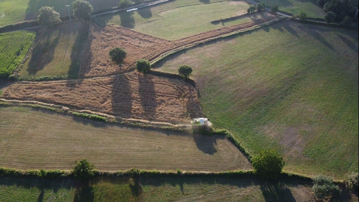 Primeira colleita na plantación de Panadería Acuña en Galegos (Lalín)