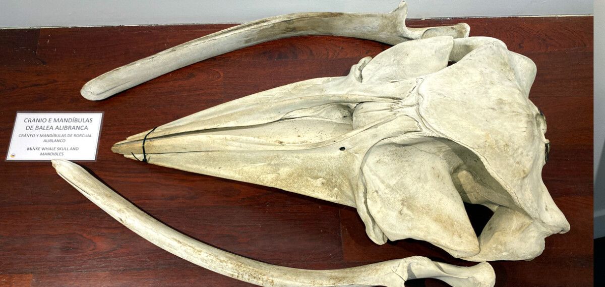 Cranio e mandíbulas de balea alibranca