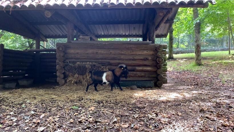 Cabra da comunidade de montes de San Xulián