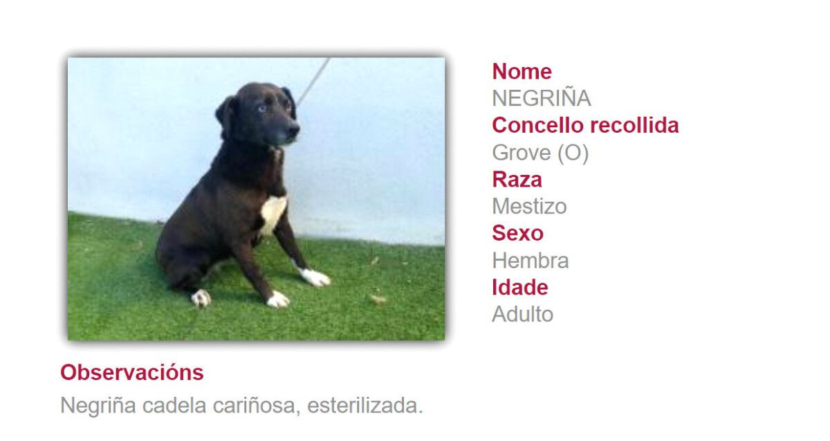 Negriña, una de las perras a la espera de adopción en el CAAN