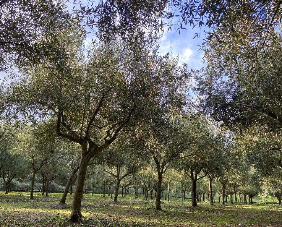 Oliveira