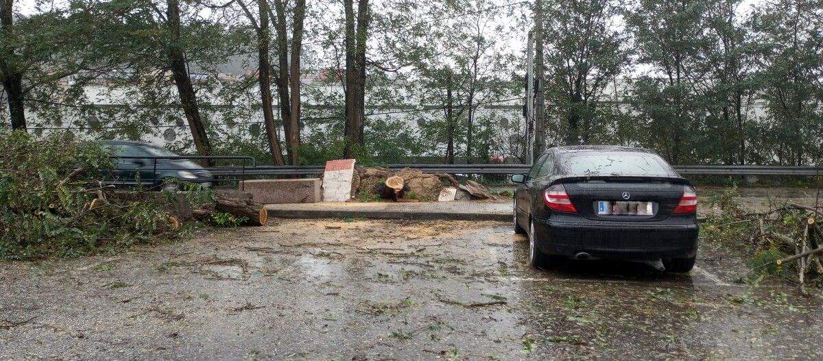 Los bomberos tuvieron que cortar el árbol que levantó la acera