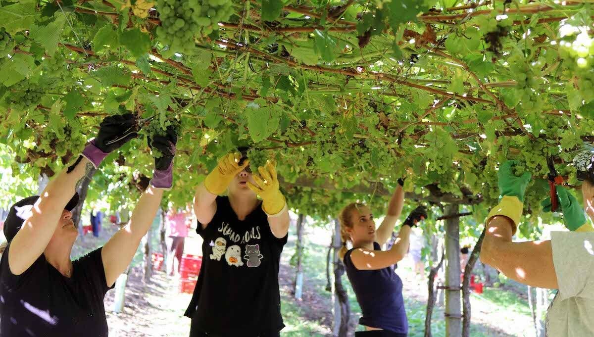 Vendimia en una bodega das Rías Baixas