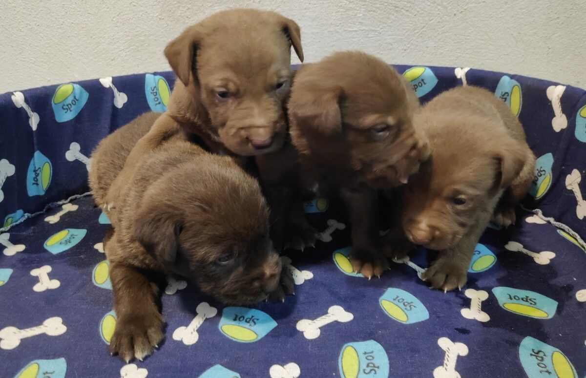 Perros rescatados en un contenedor de basura de Vilaboa
