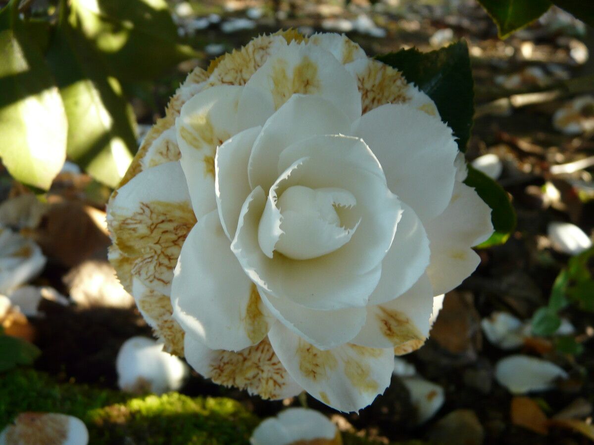 Flor marchita de camelia