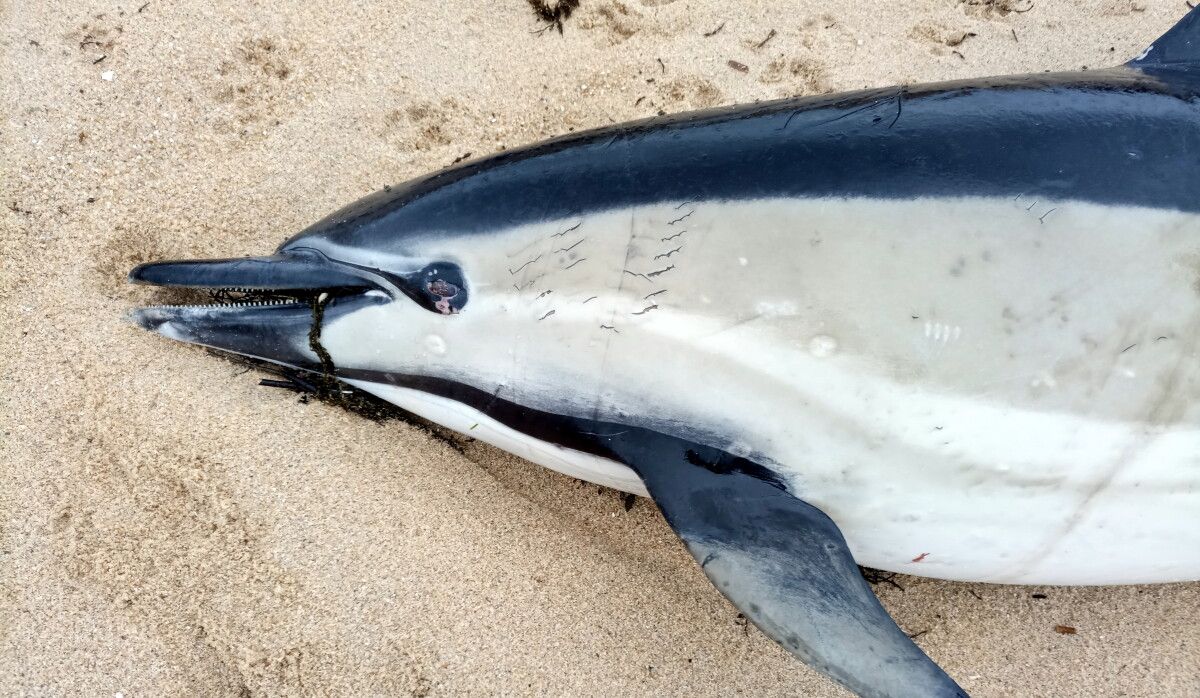 Golfiño varado na praia