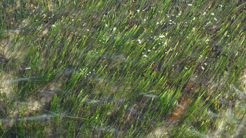 Zostera noltei
