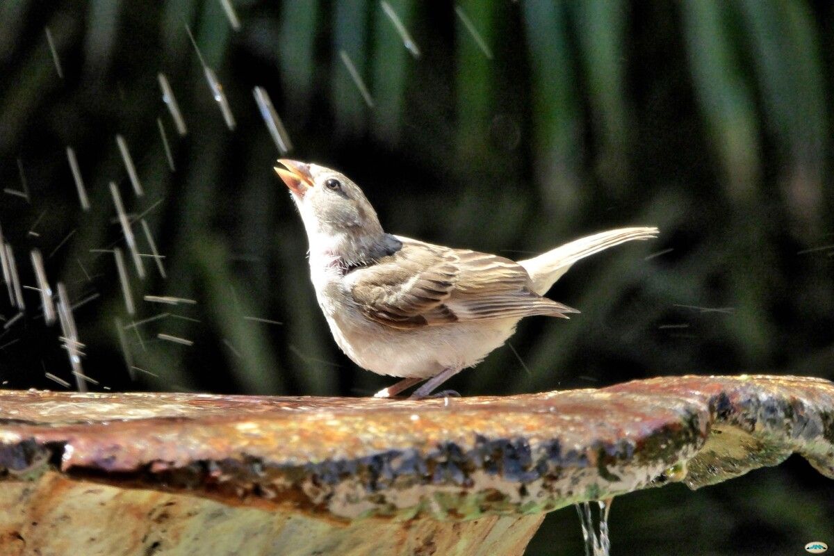 Un pájaro en una fuente