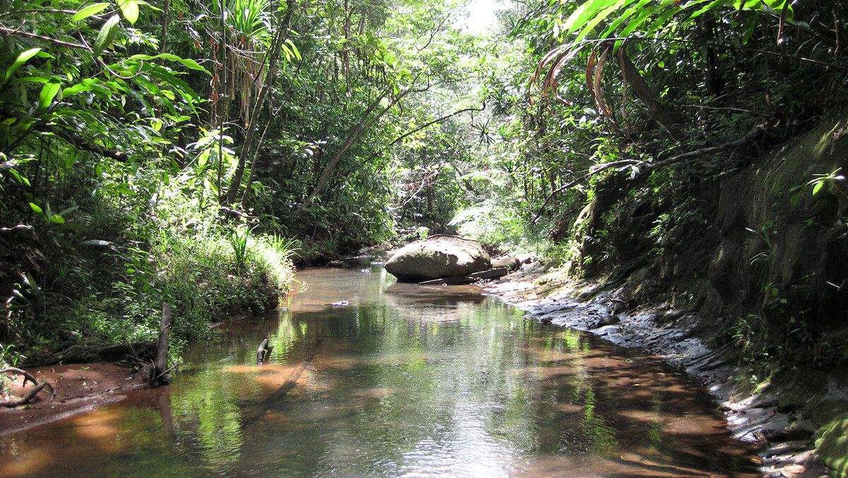 Río de Vanua Levu no que apareceu a nova libélula