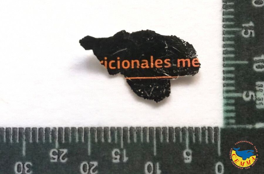 Pedazos de plástico que ingirió la tortuga Udra