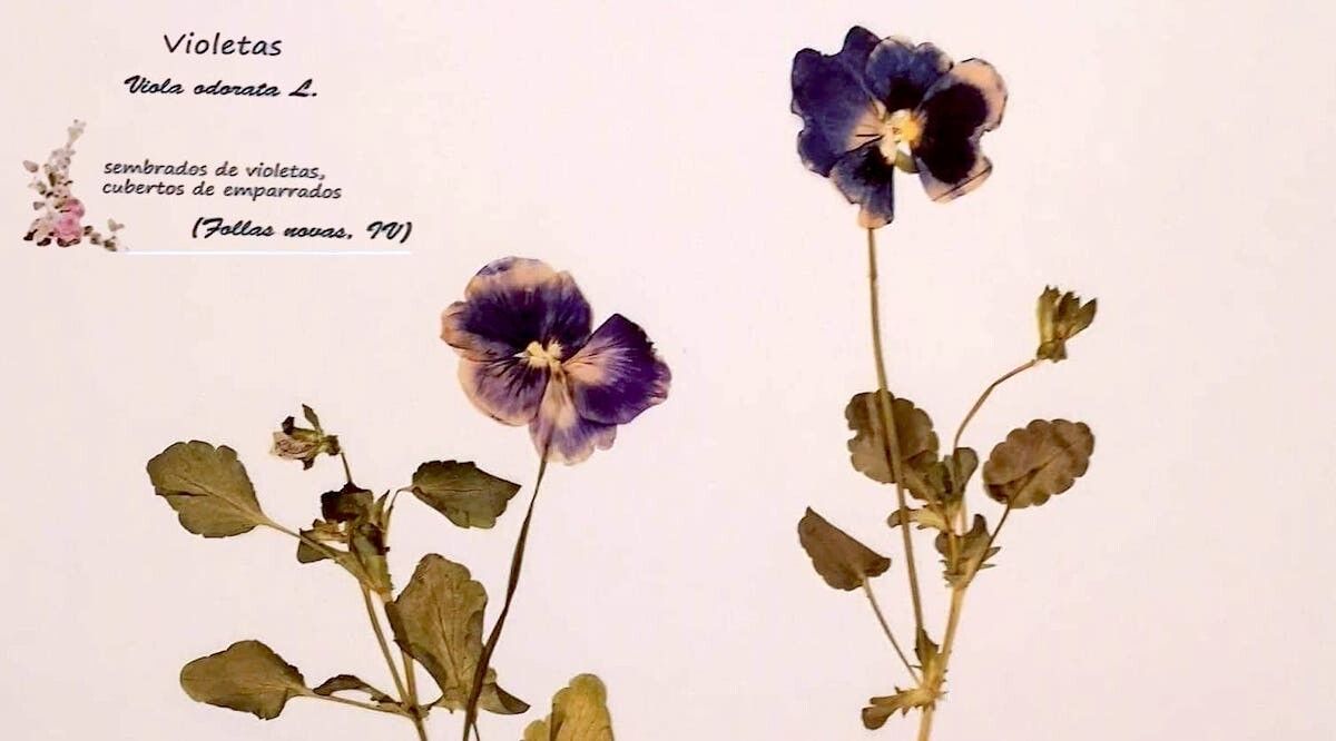 Exposición 'Nasín cando as prantas nasen. O herbario de Rosalía'