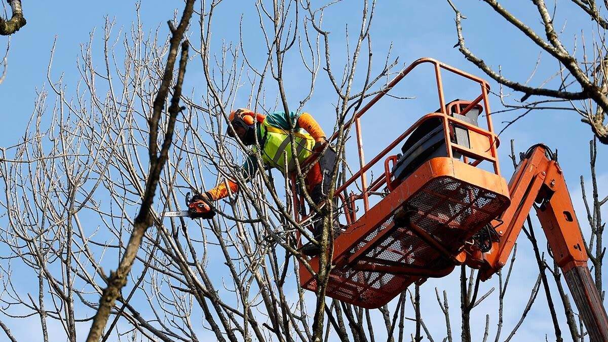 Poda de árboles en la Plaza de Galicia