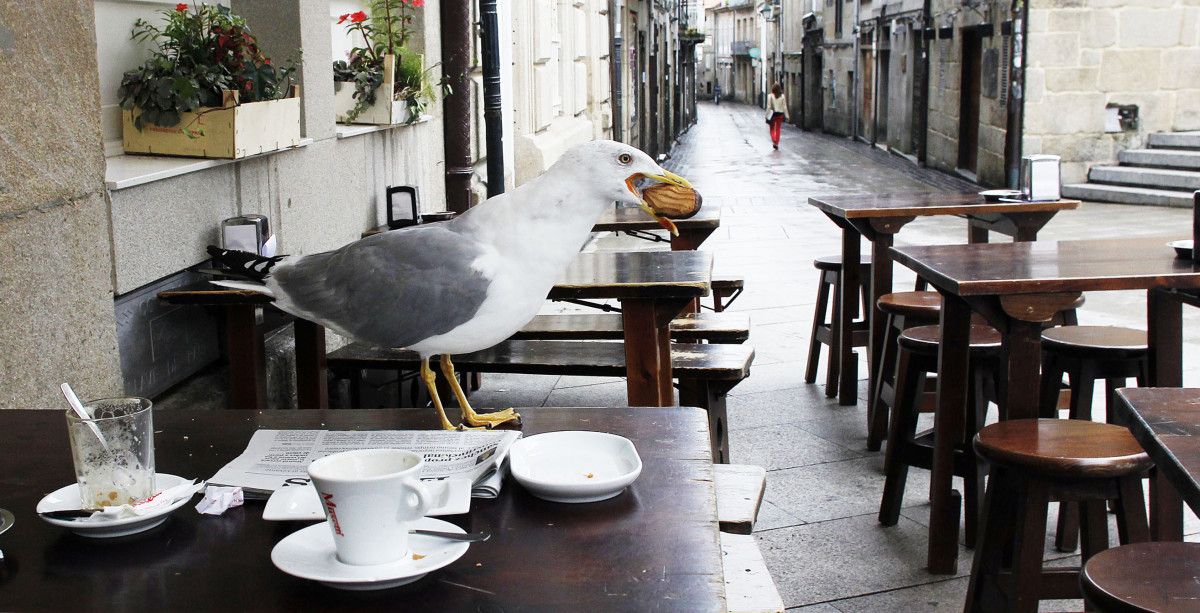 Gaivota na mesa dunha terraza dun local de hostalería de Pontevedra