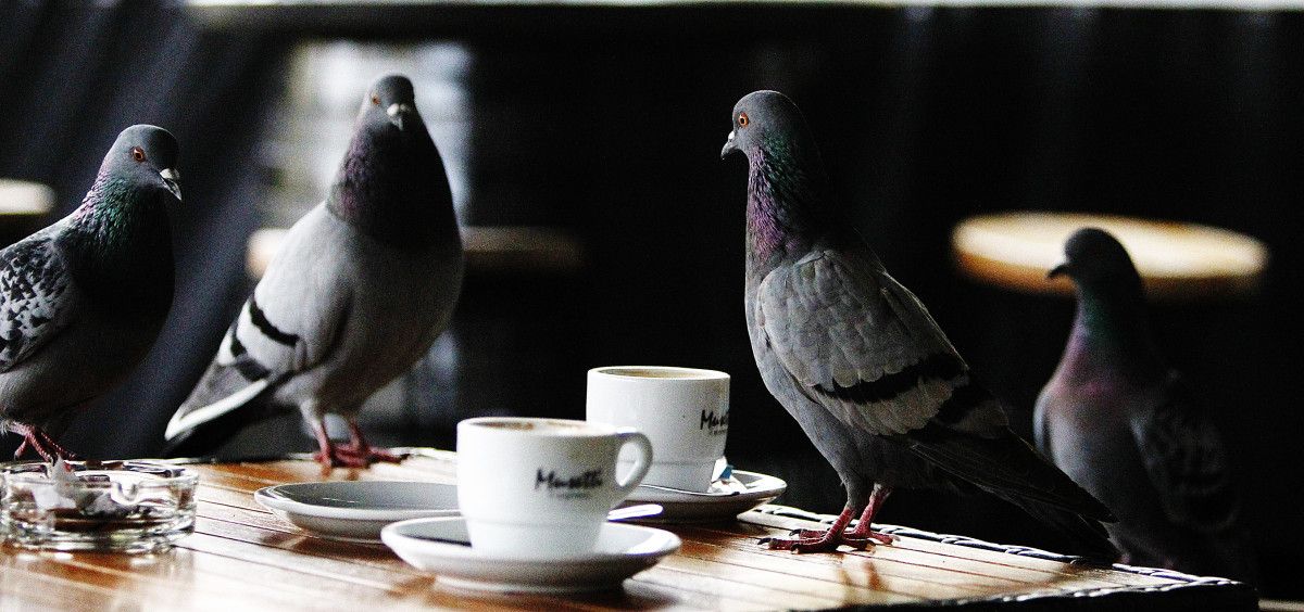 Pombas na mesa dunha terraza dun local de hostalería