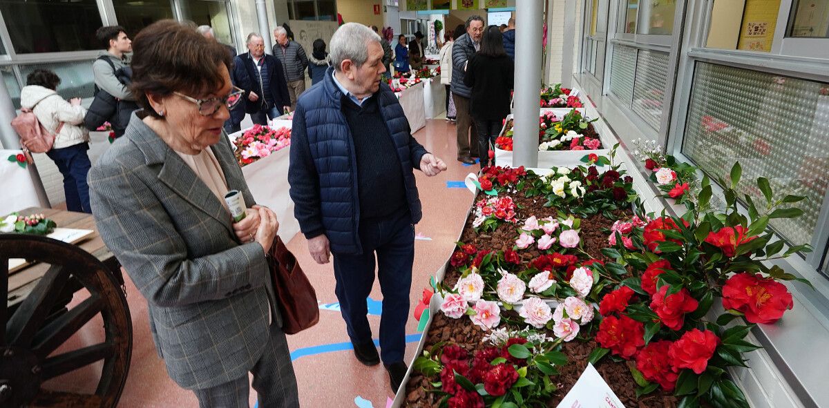 XXII Exposición da Camelia no Colexio de Campolongo