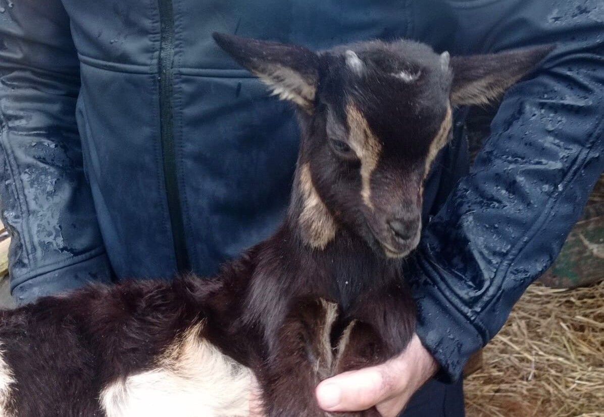  A Policía Local de Poio recupera un cabrito roubado
