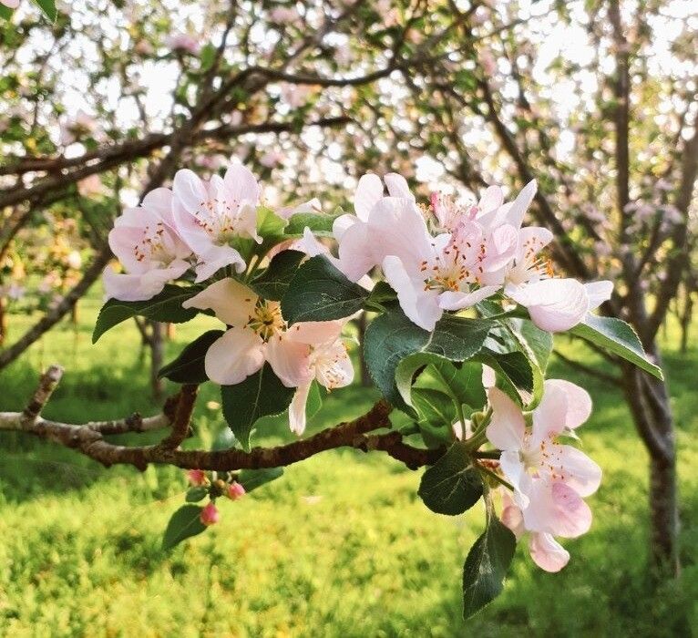 Maceira en flor