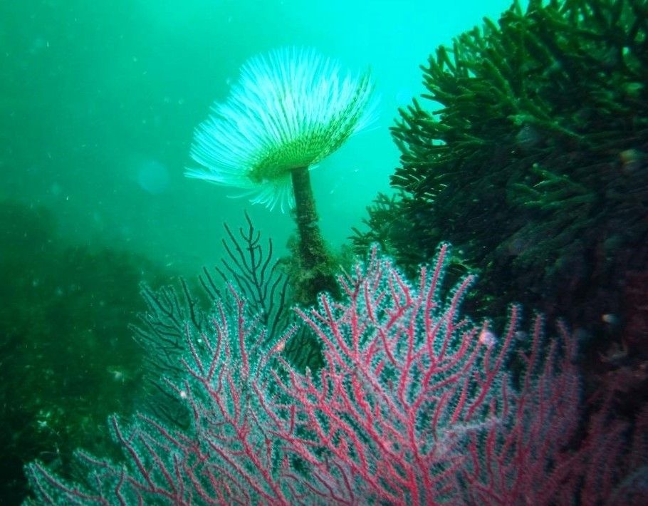 Anduxia asociacion ecoloxista de Bueu