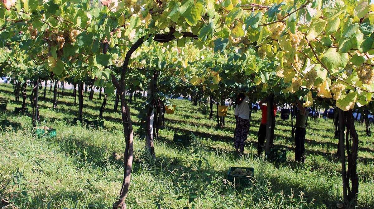 Vendima nas Rías Baixas