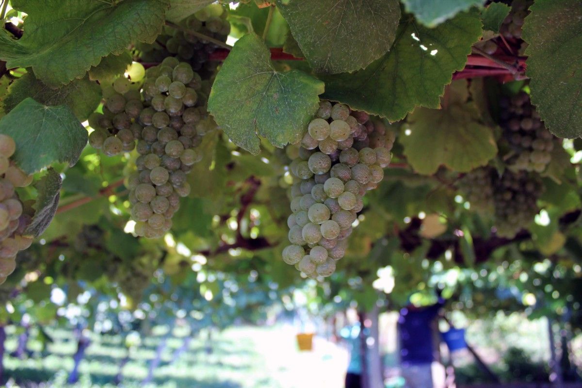 Acio de uvas