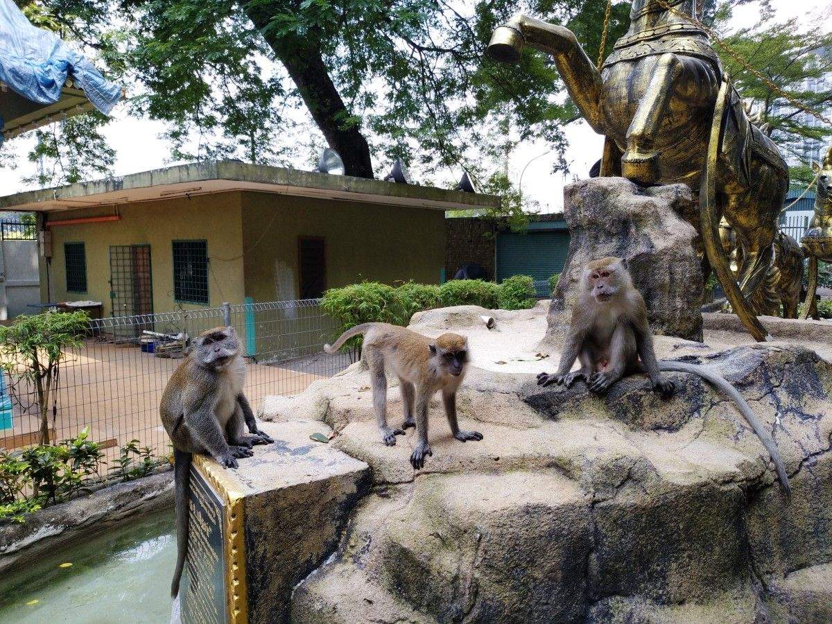 Macacos a deambular polo recinto das Covas