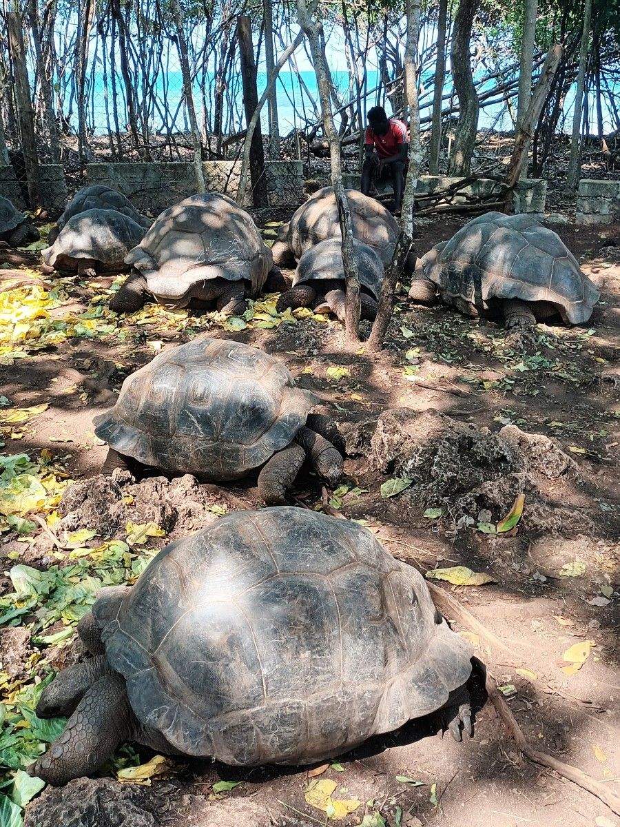 Tartarugas en Changuu