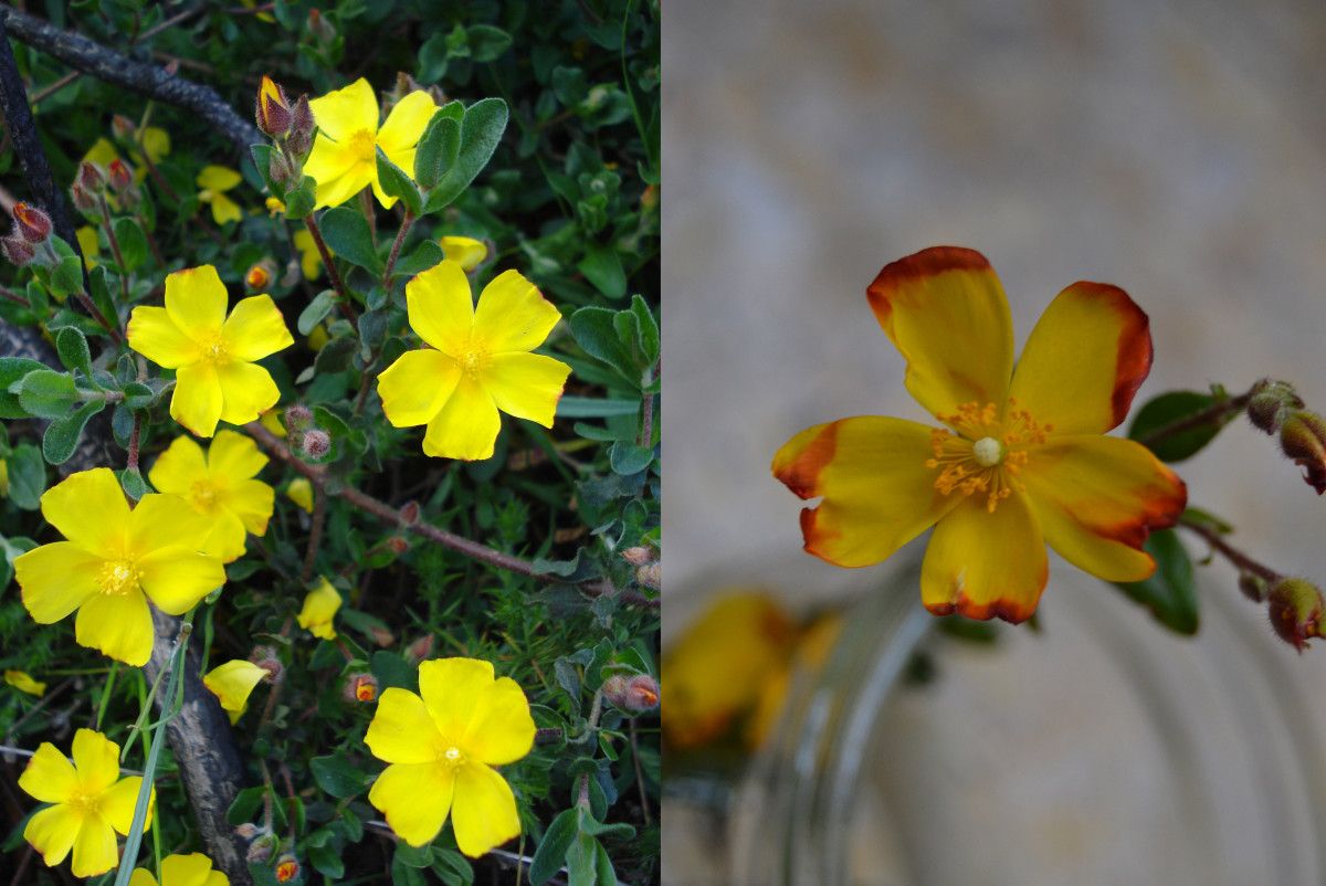 Diferencias entre la flor descubierta en Pontevedra (a la derecha) y la conocida hasta ahora