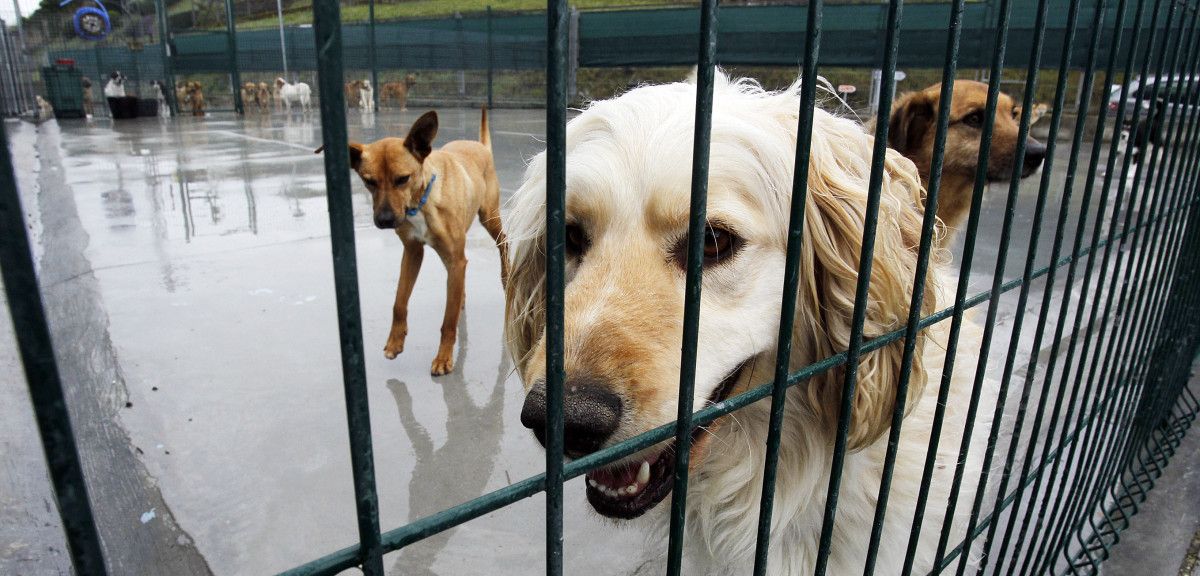 Perros en el refugio municipal de Campañó