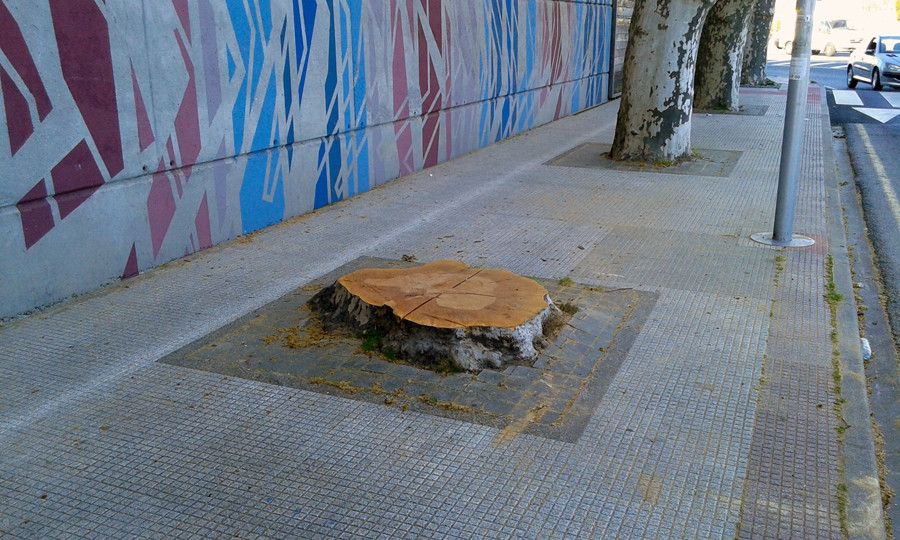 Árbol talado en la calle Padre Gaite