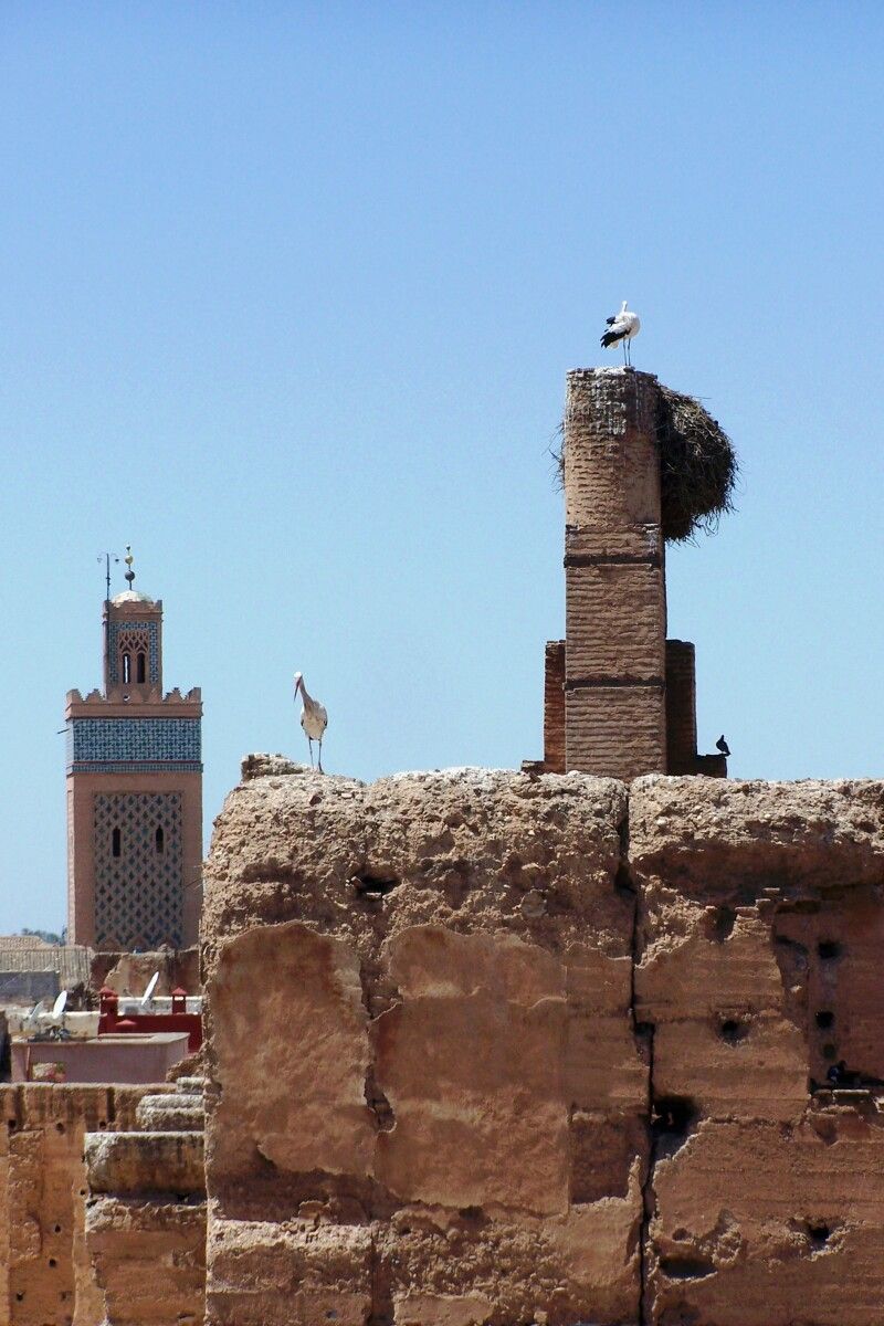 Cegoñas no palacio el-Badi Cegoñas no palacio el-Badi