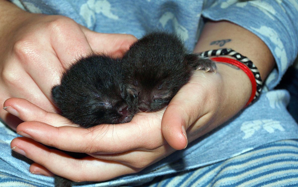 Gatos abandonados recogidos por la protectora Difusión Felina