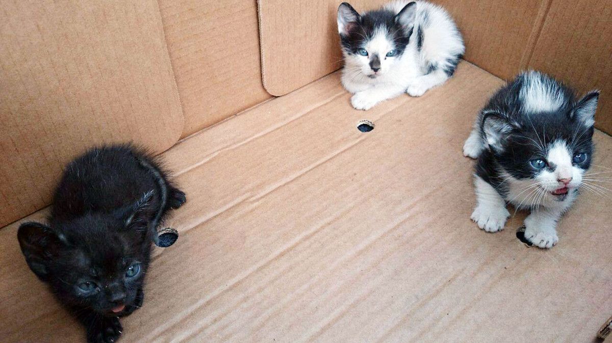 Gatos abandonados recogidos por la protectora Difusión Felina