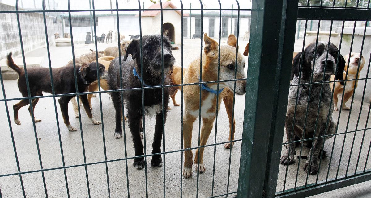Perros en las instalaciones del Refugio de animales de Campañó (Pontevedra)