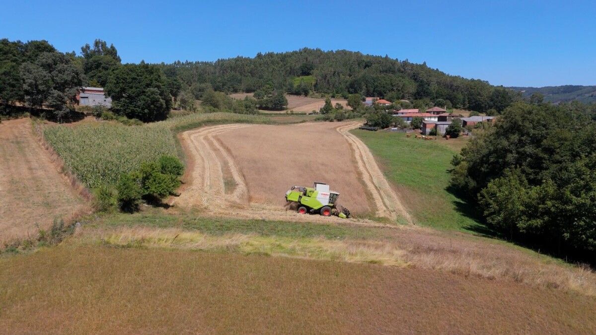 Segunda colleita na plantación de Panadería Acuña en Lalín