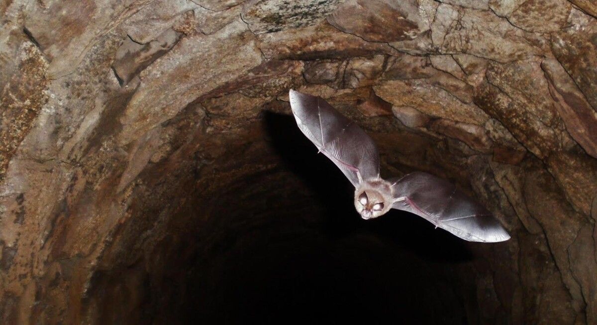 Rhinolophus hipposideros