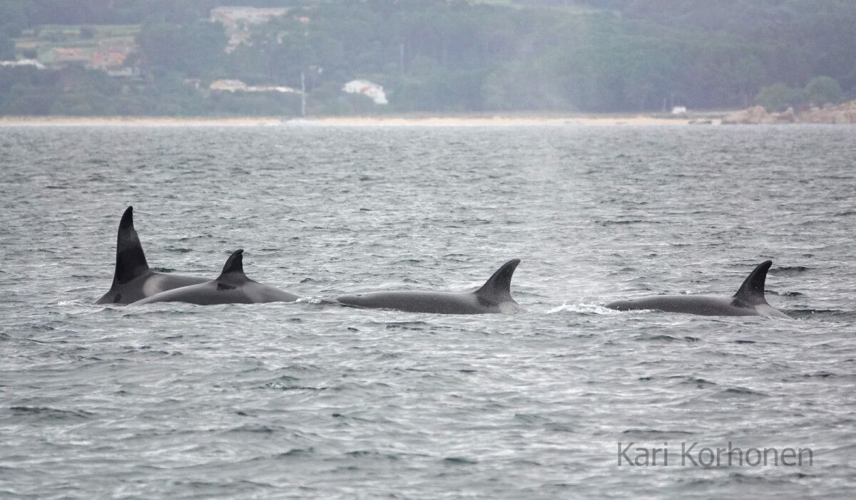 Identificadas las cuatro orcas que entraron en la ría de Arousa