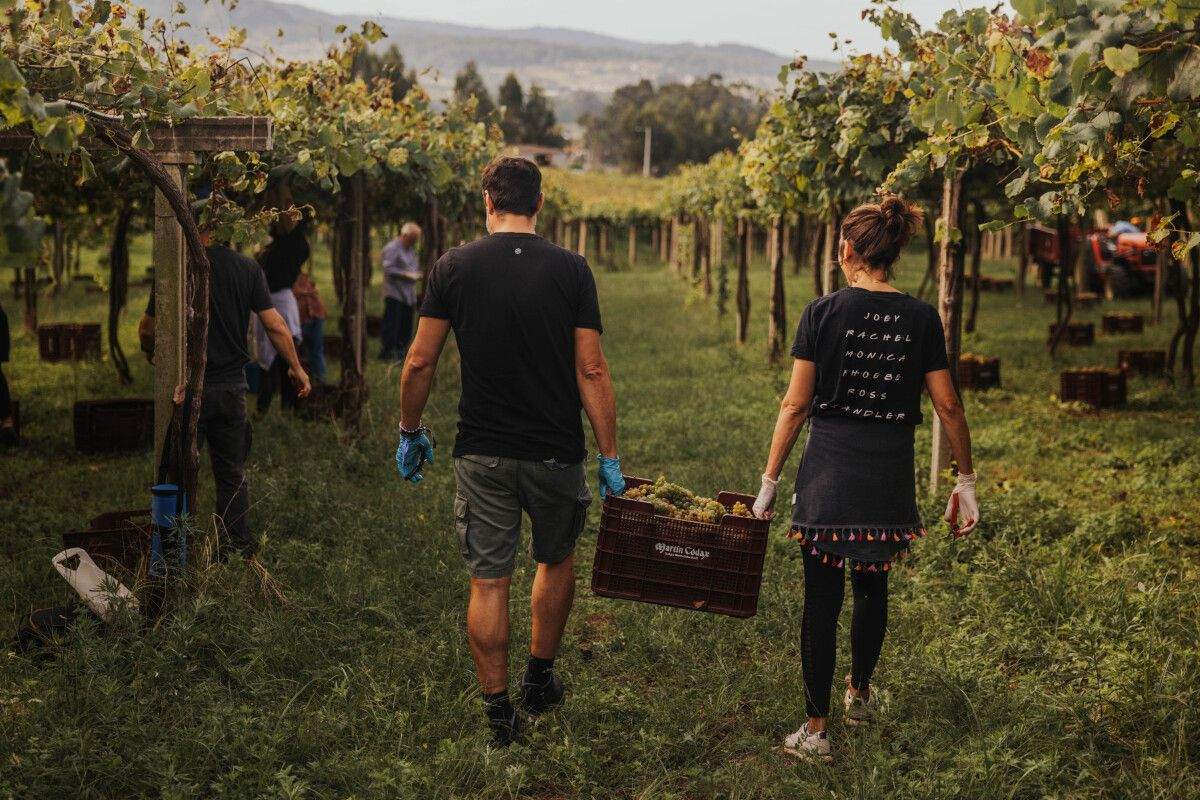 Personas trabajando en la vendimia en O Salnés