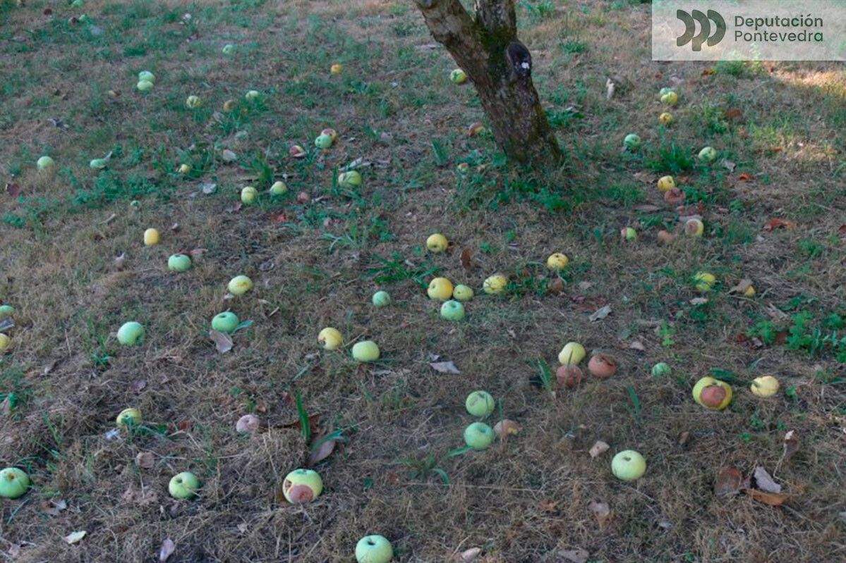 Mazás en fase de podremia