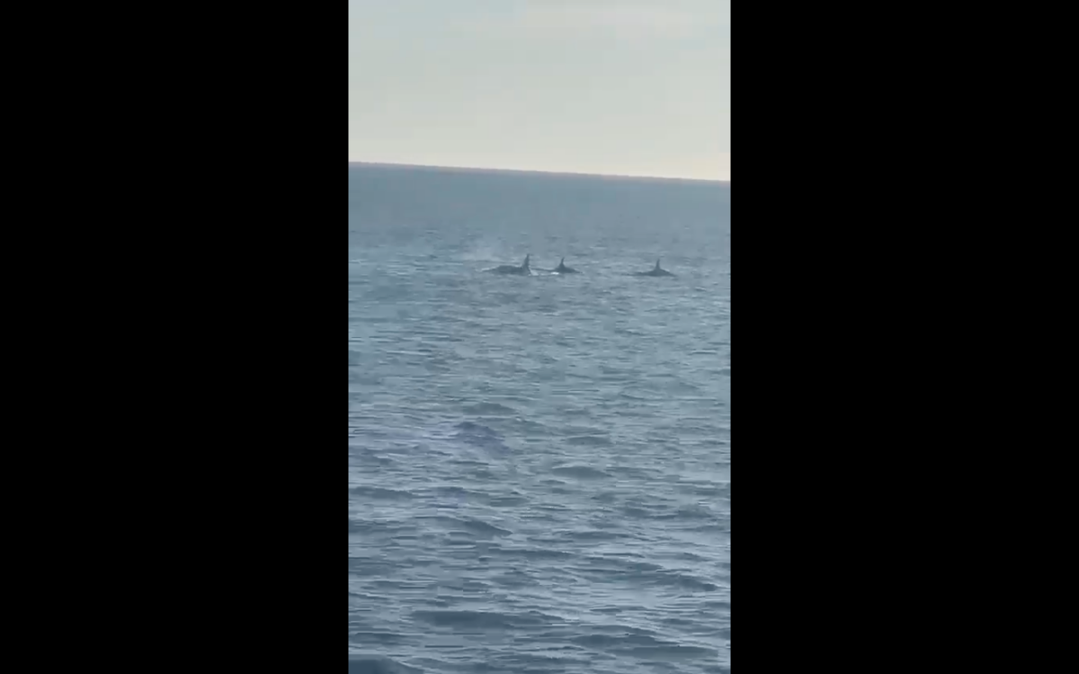 Avistamento de orcas desde un barco de pasaxeiros á Illa de Ons