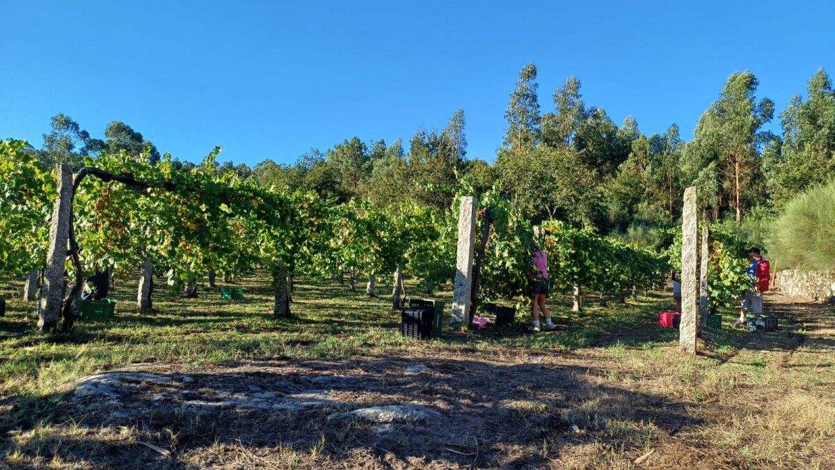 Vendimia en la finca del Castillo de Soutomaior