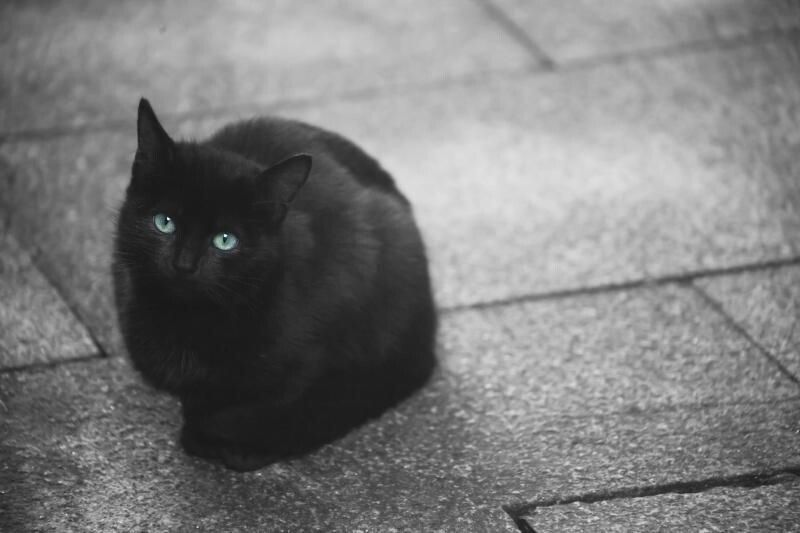 Gato na rúa