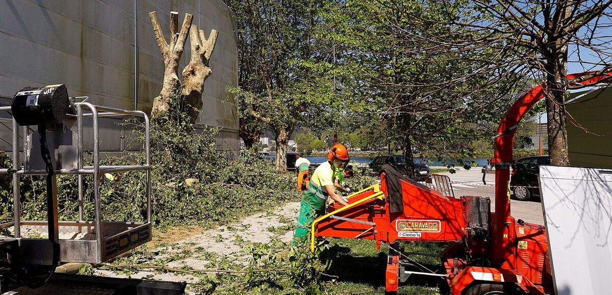 Talla de tres plátanos na contorna do Pavillón Universitario debido ao seu mal estado