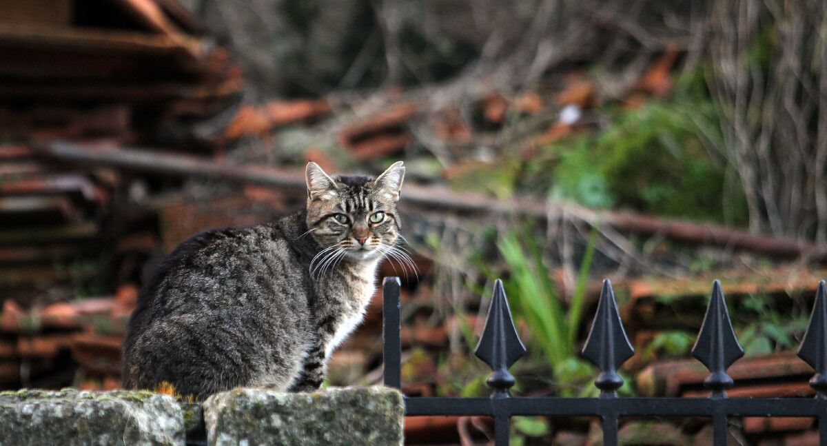 Un gato en la calle