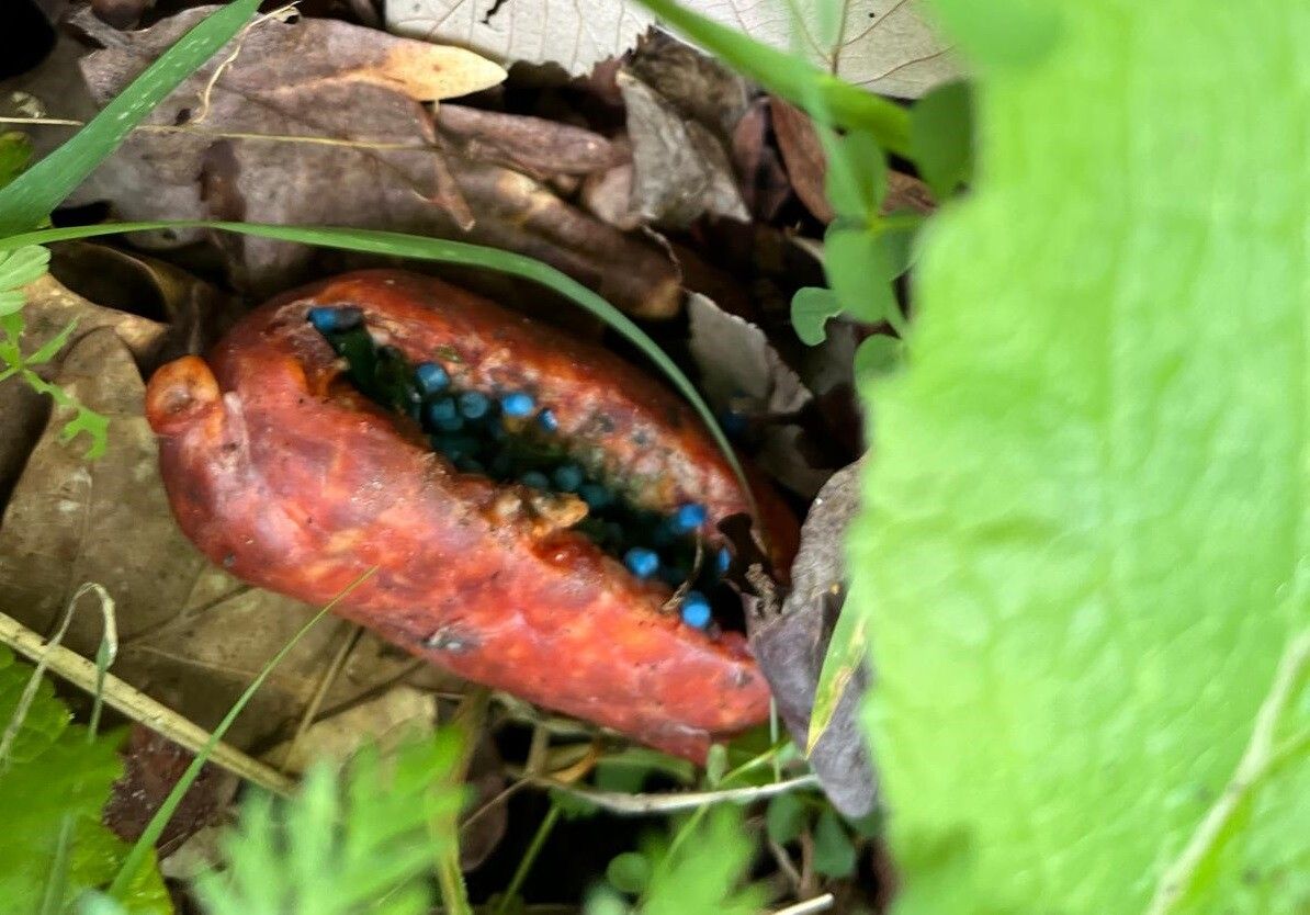 Chorizo con bolas de veneno