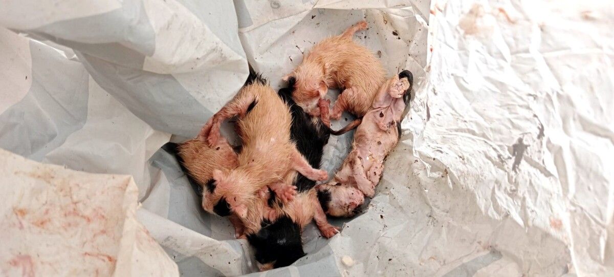 Gatos rescatados nun contedor de Portocelo