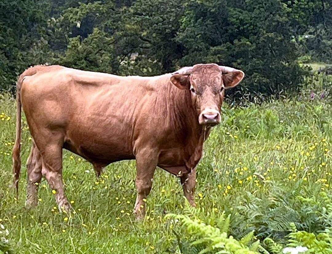 El toro que fue capturado en Paradivas
