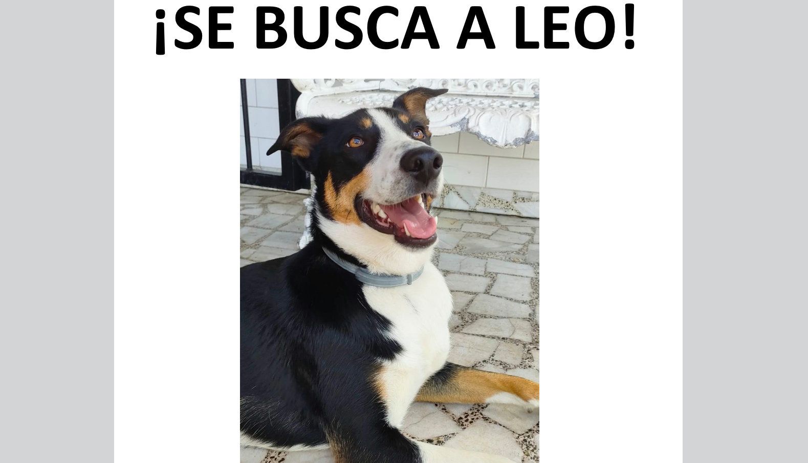 Leo, perro perdido en la zona de A Seca